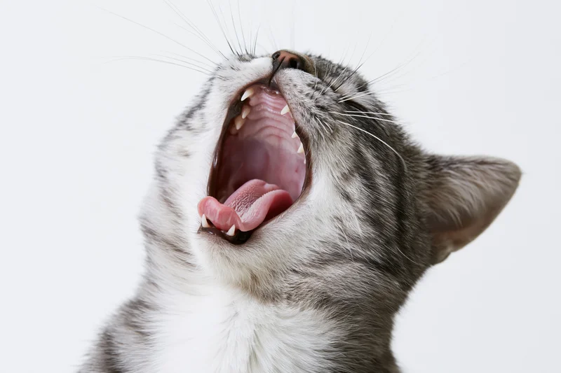 Silver tabby cat mid-yawn with mouth wide open head tilted back against white background