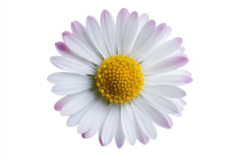 Top view of a single daisy flower head with white petals and yellow center isolated on white background