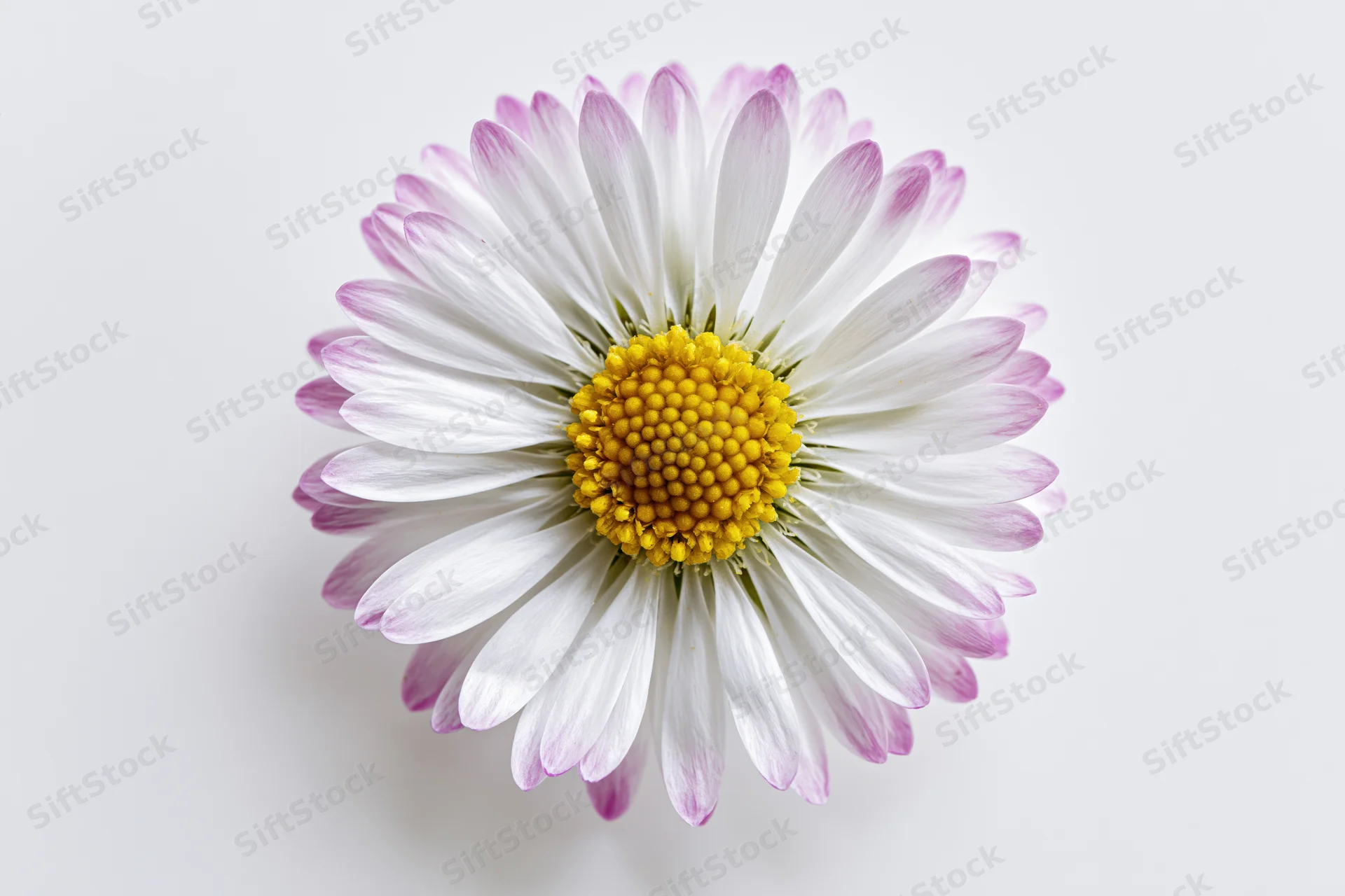 Top view of a white and yellow daisy flower on a plain white background