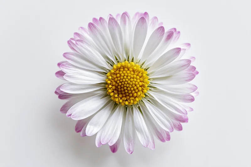 Top view of a white and yellow daisy flower on a plain white background