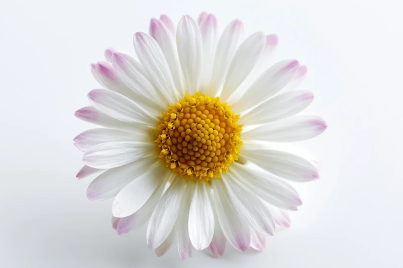 Overhead view of a single daisy flower with white petals and yellow center on a plain white background