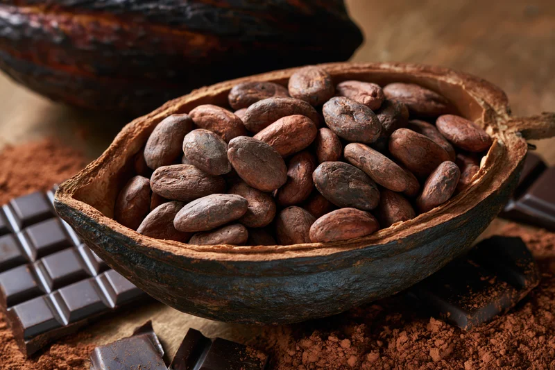 Split cacao pod filled with raw cocoa beans resting on chocolate bars and cocoa powder