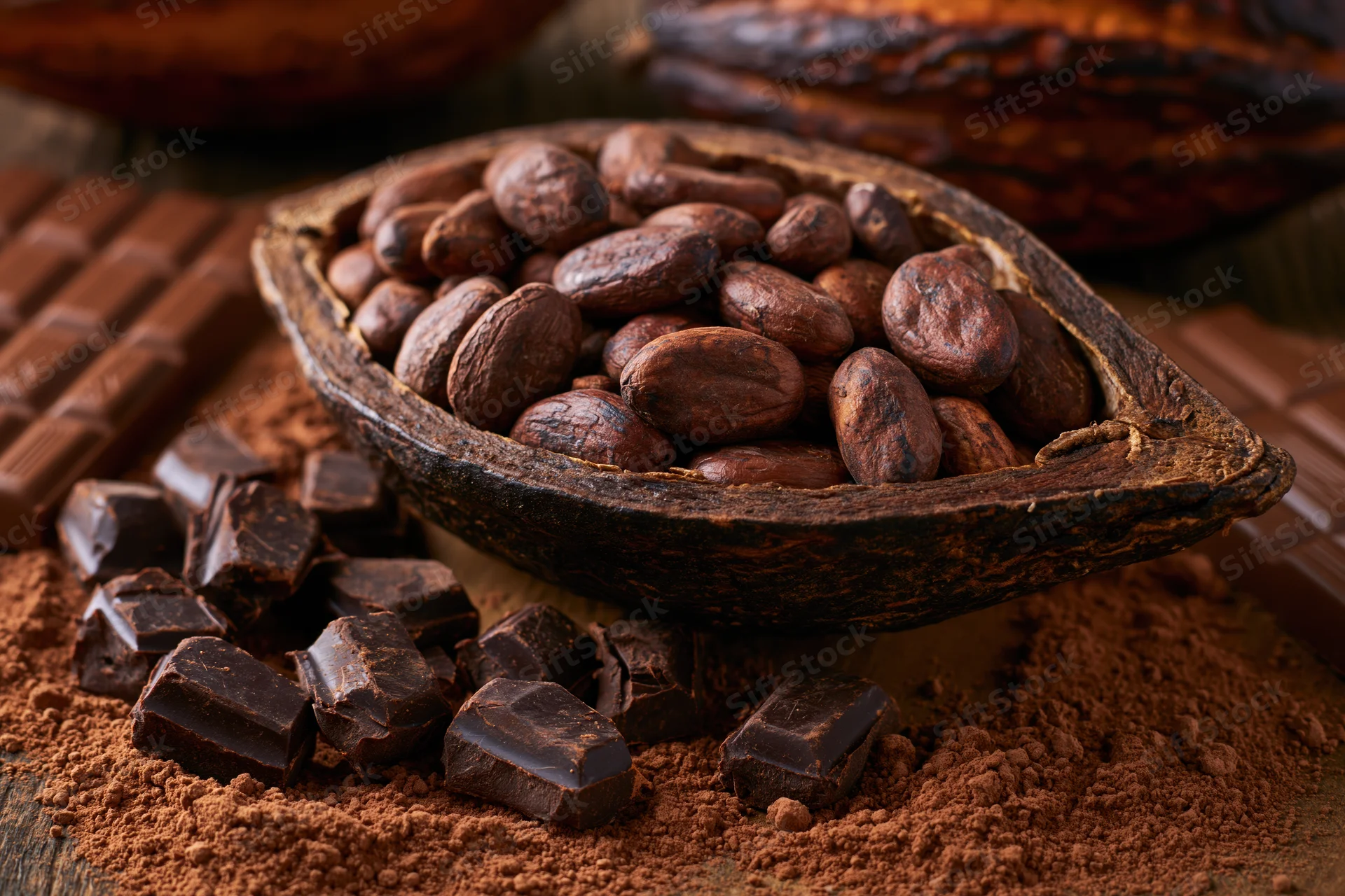 Split cacao pod filled with raw cocoa beans resting on cocoa powder with chocolate bars and chunks around
