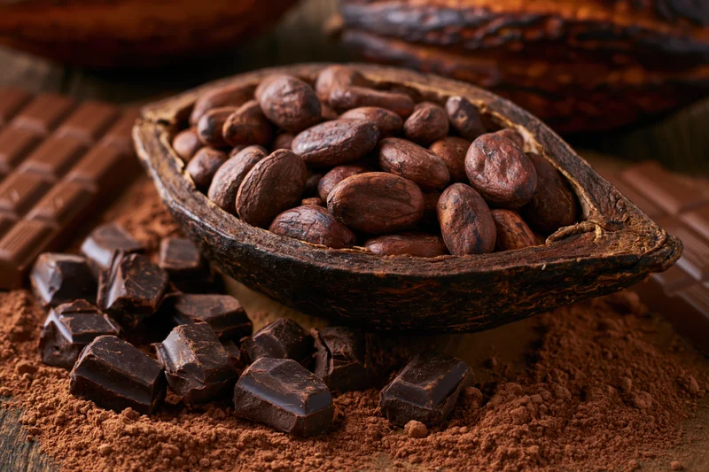 Split cacao pod filled with raw cocoa beans resting on cocoa powder with chocolate bars and chunks around
