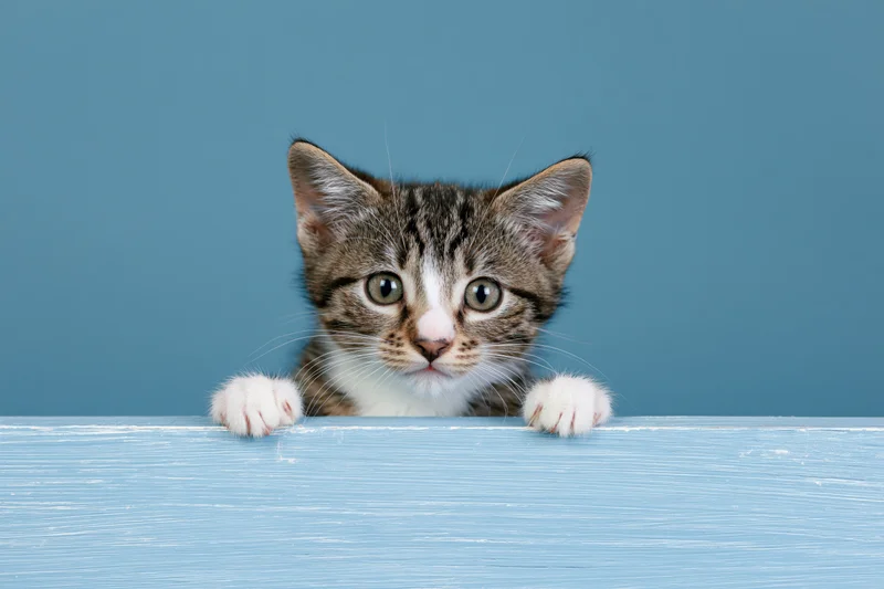 Tabby kitten peeking over edge of pale blue painted wooden surface