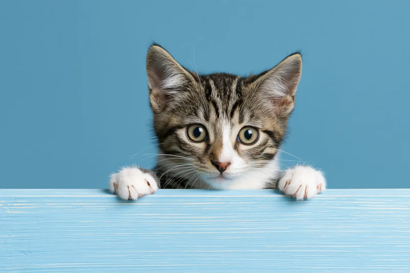 Tabby kitten peeking over edge of pale blue painted wooden surface