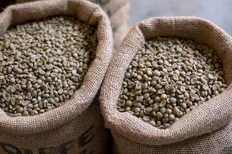 Unroasted green coffee beans in open burlap sacks