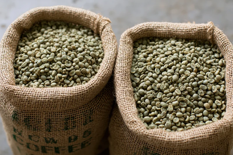 Two open burlap sacks filled with unroasted green coffee beans, close-up view