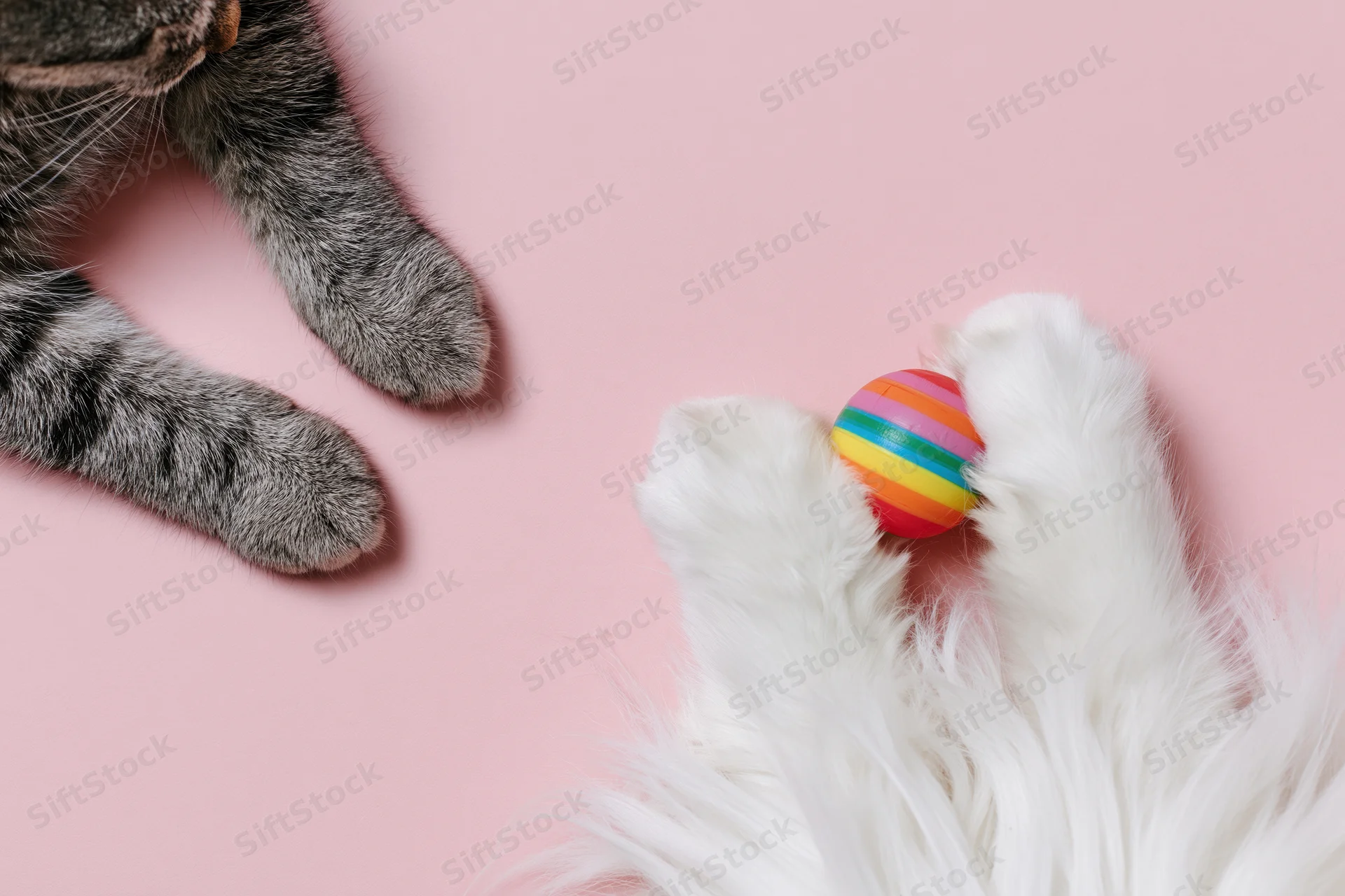 Two pairs of cat paws interacting with a rainbow striped toy on a pastel pink background