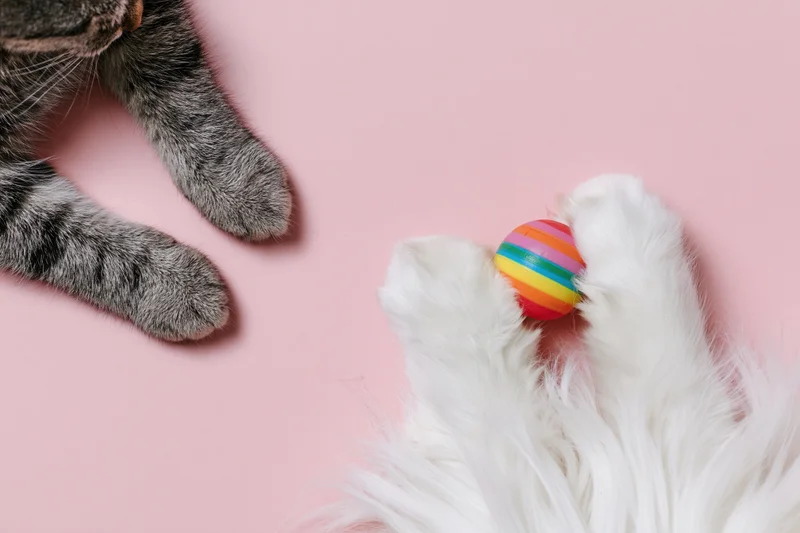 Two pairs of cat paws interacting with a rainbow striped toy on a pastel pink background
