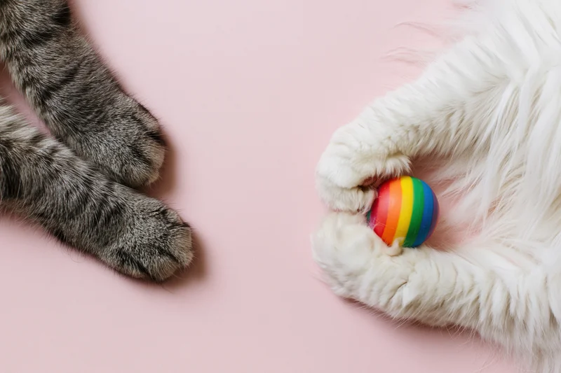 Two cat paws interacting with a rainbow toy on a pink background