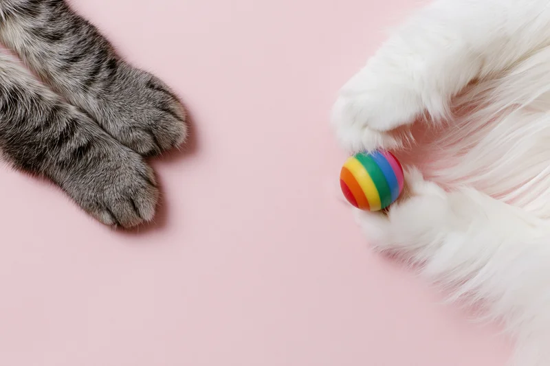 Two cat paws on pink surface, one holding rainbow toy, flat lay view
