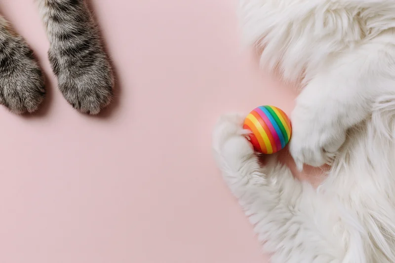 Two pairs of cat paws interacting with a rainbow striped ball on a pastel pink surface