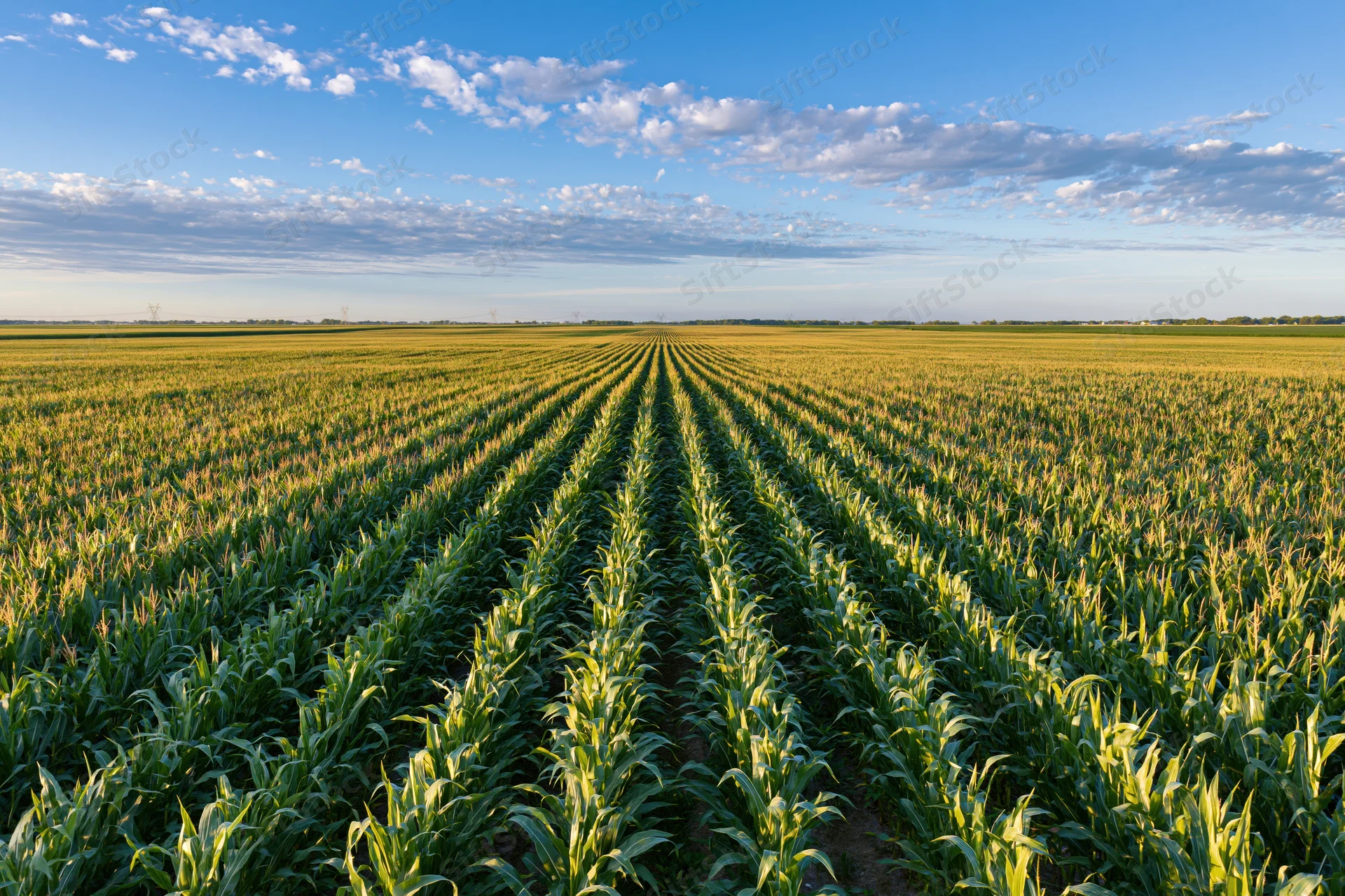 Rows of corn growing in a vast field under a blue sky with scattered clouds