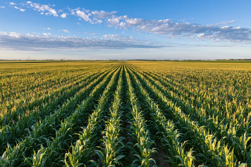 Rows of corn growing in a vast field under a blue sky with scattered clouds
