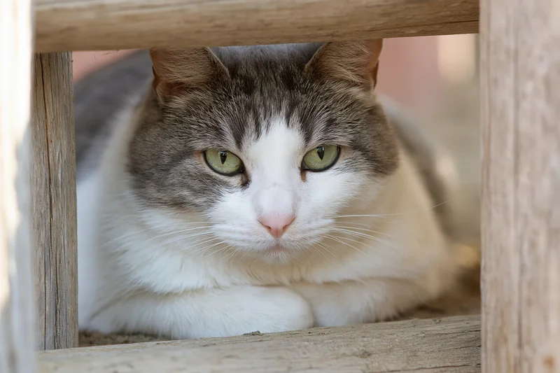 White and grey tabby cat resting with paws tucked under, looking through wooden frame