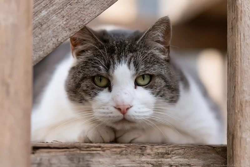Tabby cat resting with paws tucked under, peeking through wooden frame of shelter
