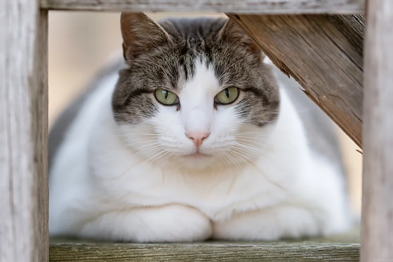 White and grey tabby cat resting with paws tucked under, framed by wooden structure, outdoors