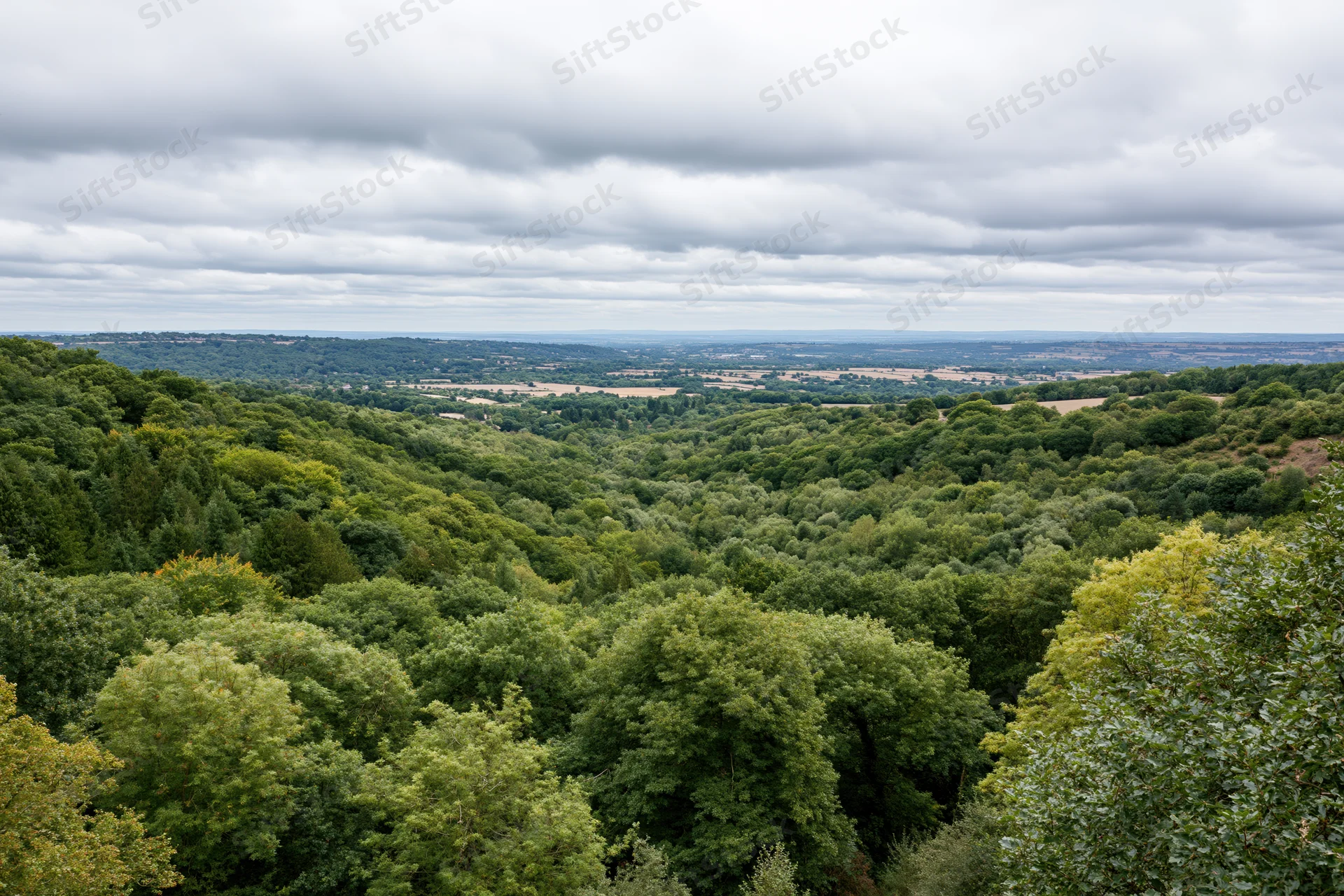 Wide view of dense green forest and rolling hills under cloudy sky