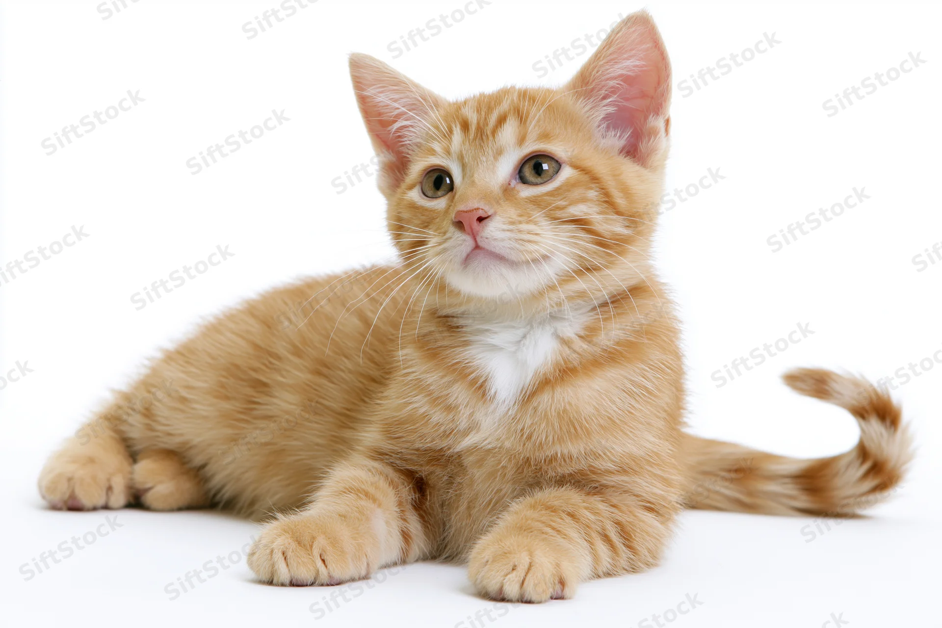 Young orange tabby kitten lying down with front paws stretched on white background