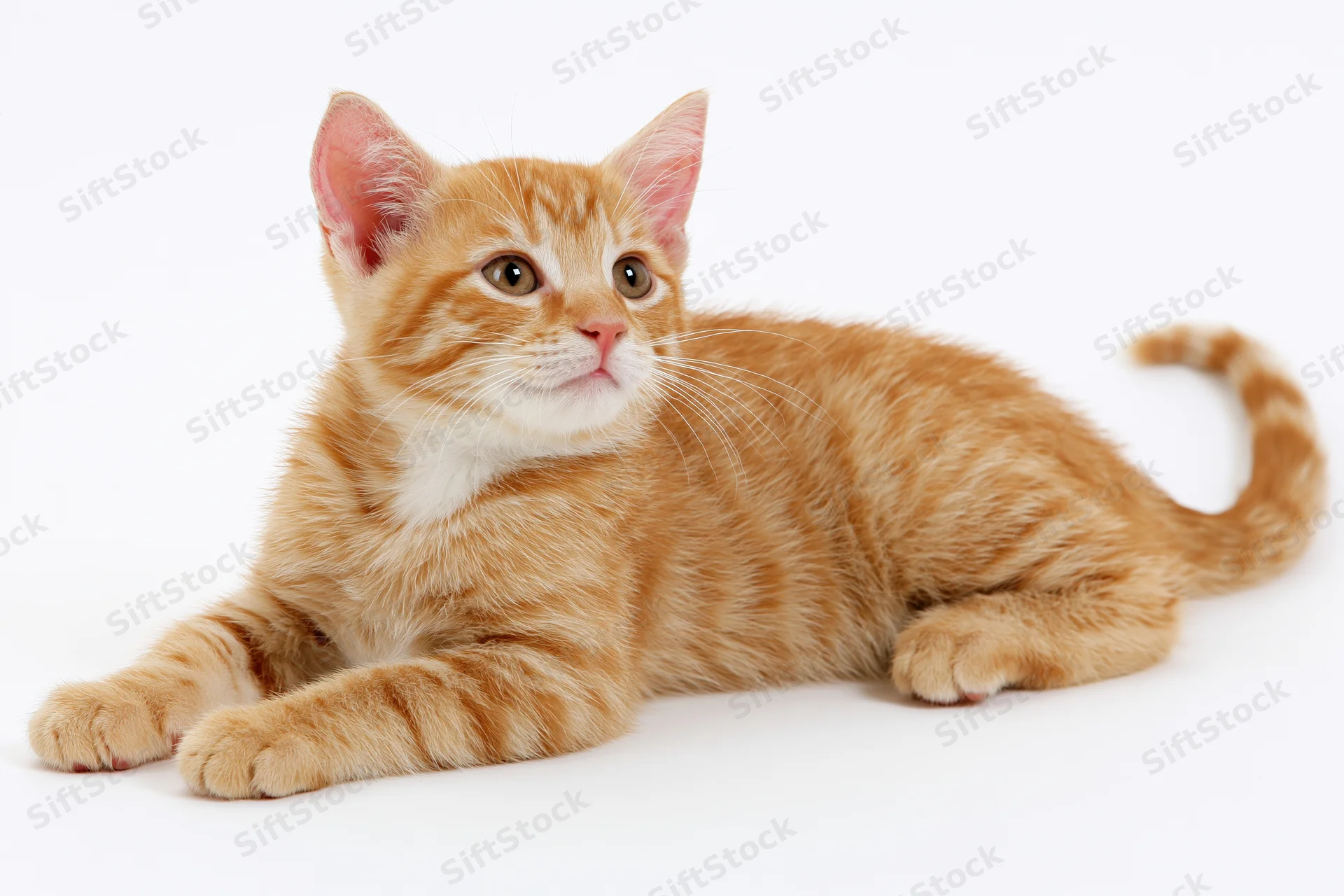Young orange tabby kitten lying down with front paws stretched on white background