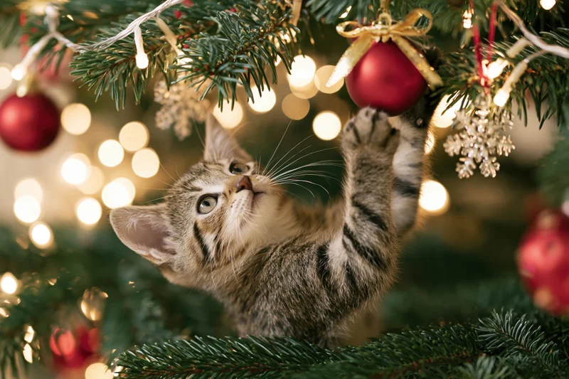 Young tabby kitten reaching for a red ornament inside a decorated christmas tree