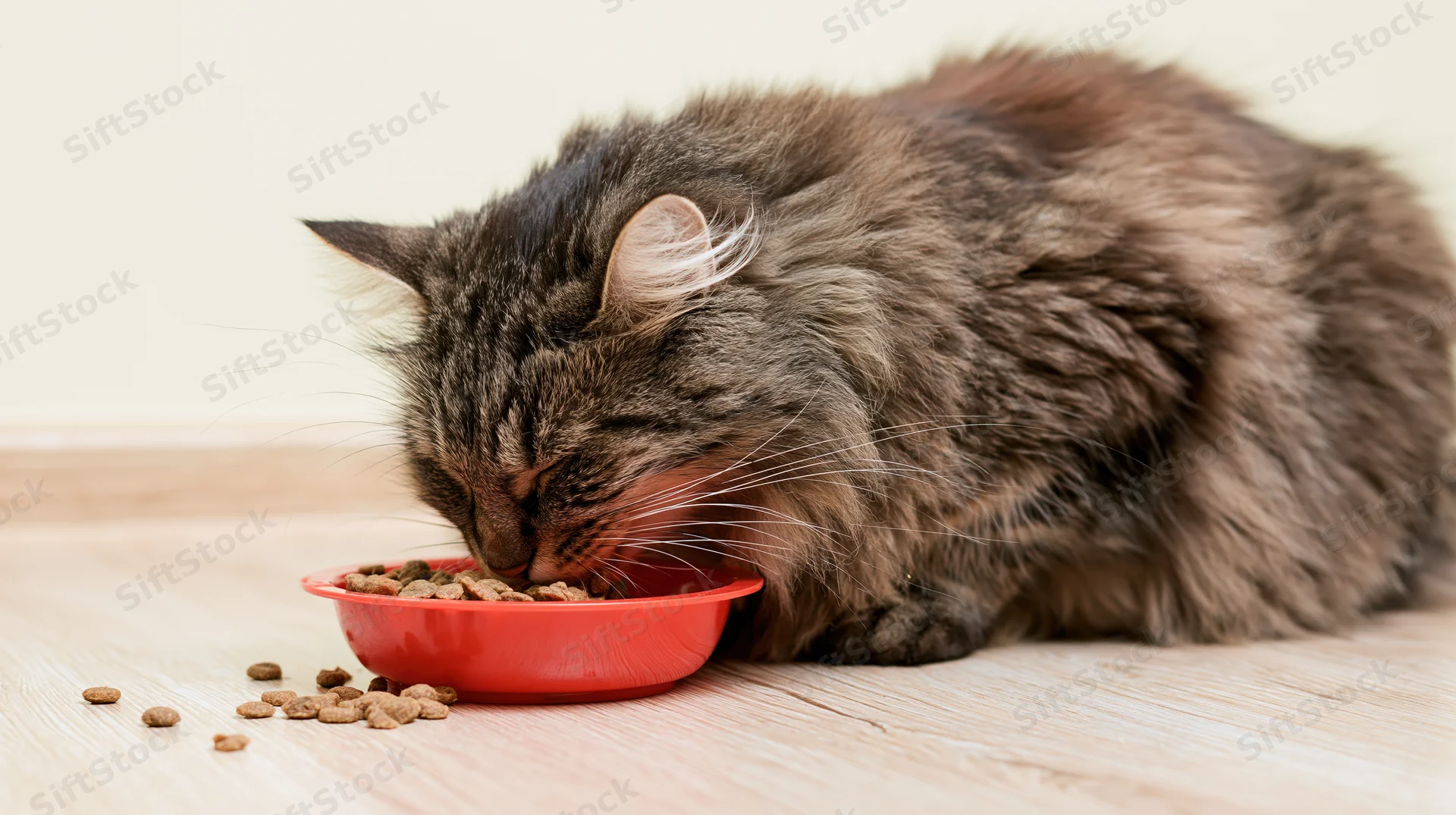 Longhaired tabby cat eating dry food from red bowl on wooden floor indoors