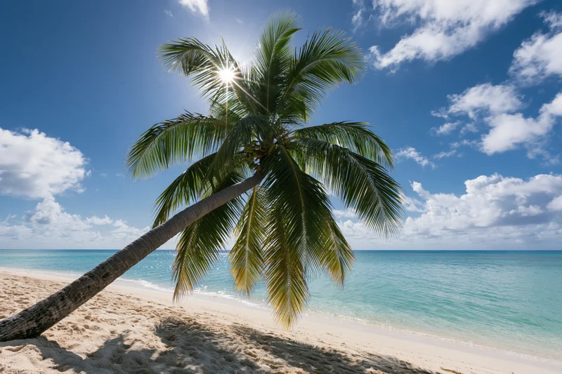 Palm tree leaning over sandy beach beside turquoise ocean under bright blue sky with scattered clouds