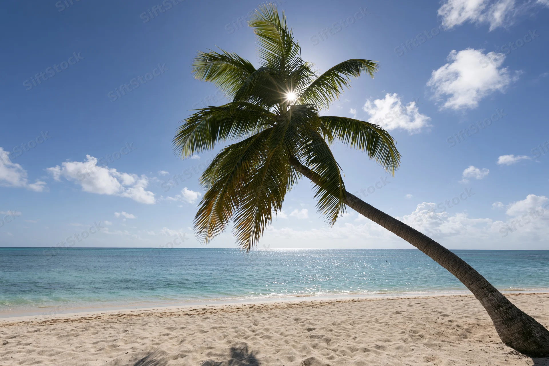 Palm tree leaning over sandy beach beside turquoise ocean under bright blue sky with scattered clouds