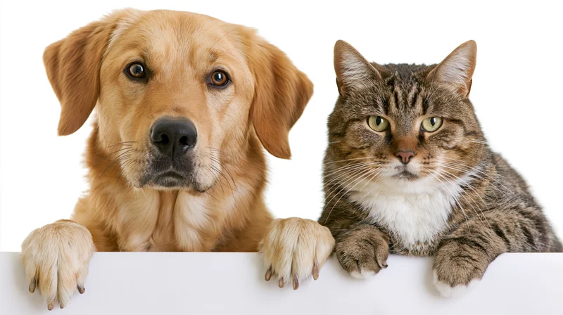 Golden retriever and tabby cat peeking over white surface, studio portrait, isolated on white background