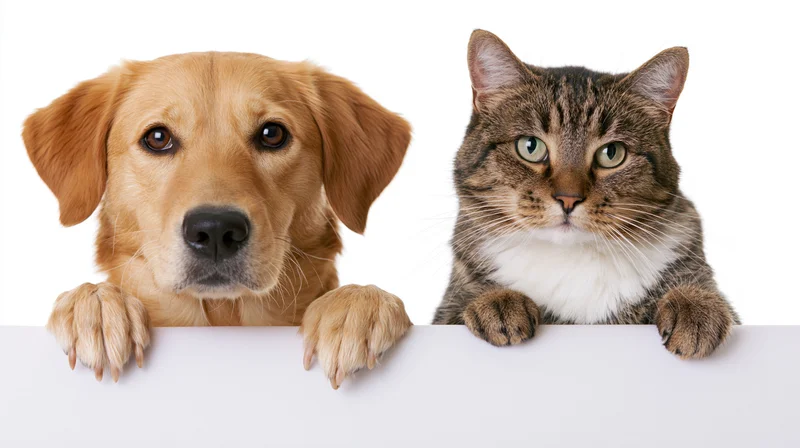 Dog and cat peeking over white surface in studio portrait