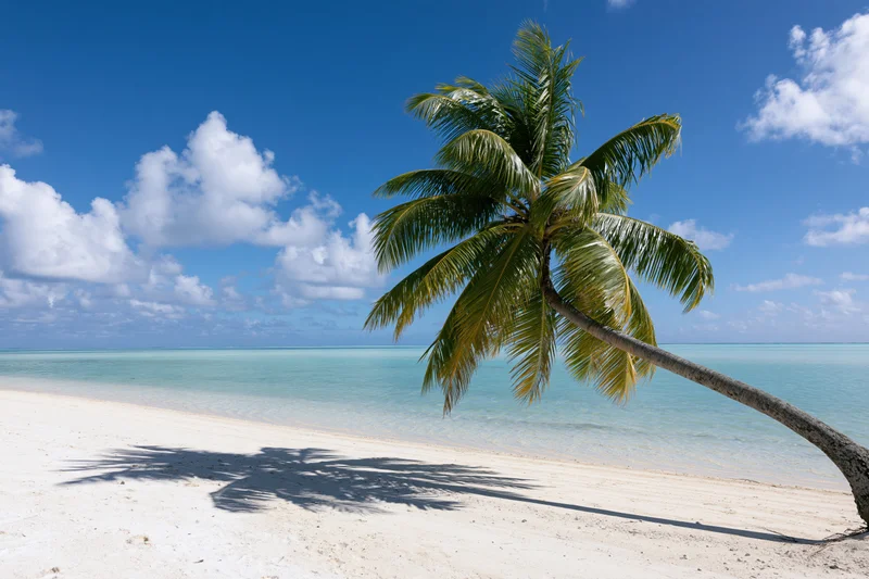 Palm tree leaning over white sand beach with turquoise ocean and blue sky