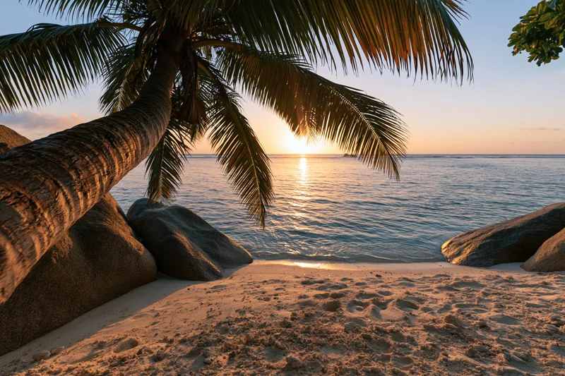 Palm tree leaning over sandy beach at sunset with ocean and rocks in view