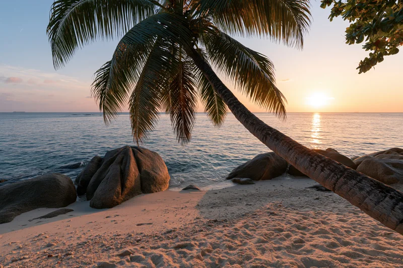 Palm tree leaning over sandy beach at sunset with ocean and rocks in view