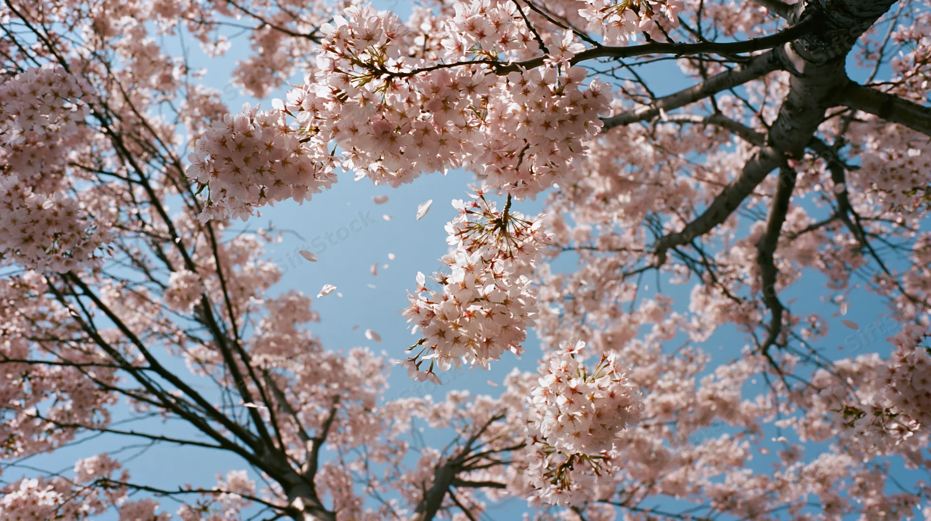 Cherry blossoms in full bloom against a clear blue sky