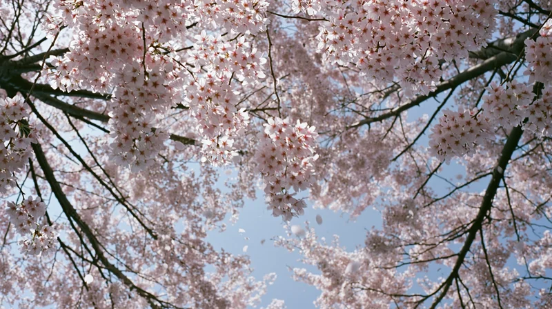 Cherry blossoms in full bloom against a clear blue sky viewed from below