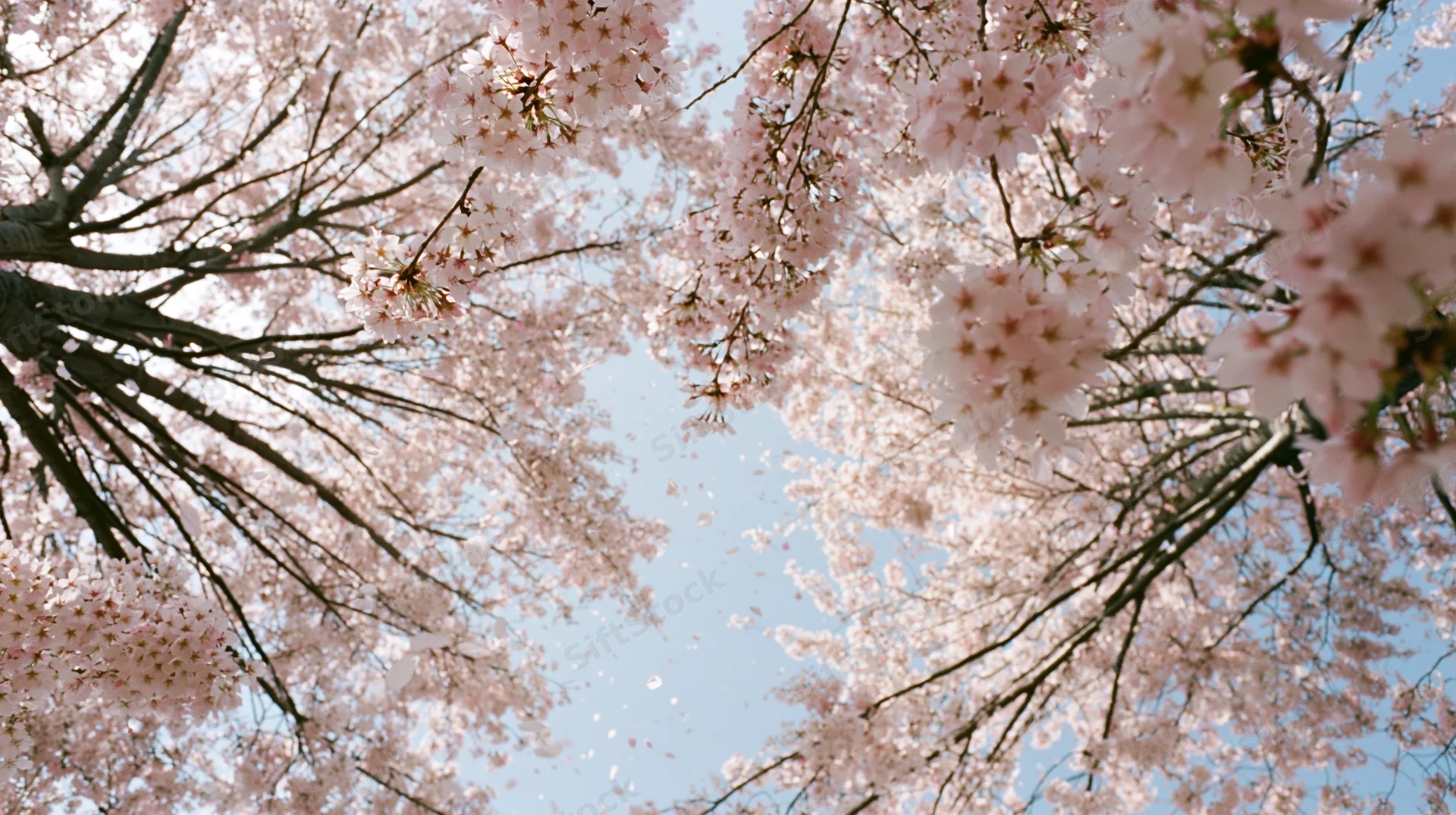 Cherry blossoms in full bloom against a clear blue sky viewed from below