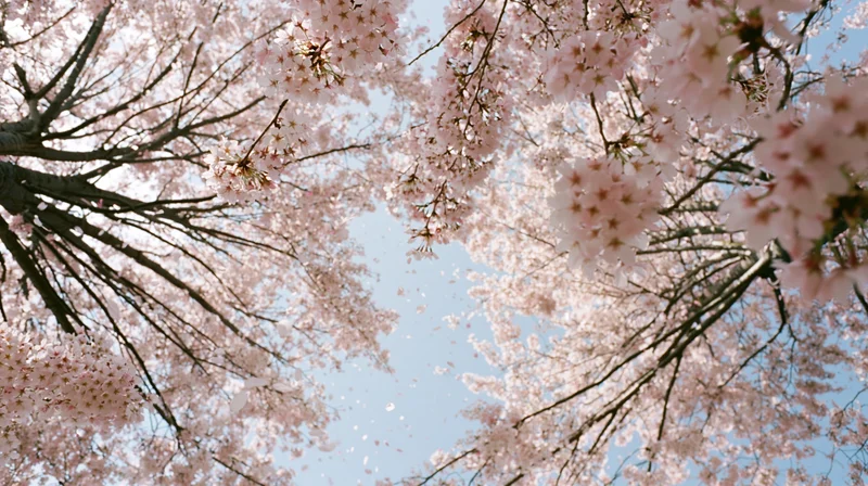 Cherry blossoms in full bloom against a clear blue sky viewed from below