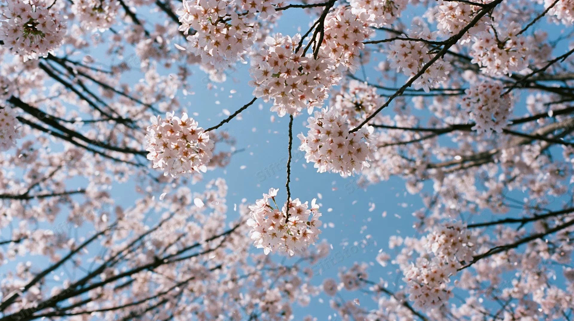 Cherry blossoms in full bloom against a clear blue sky