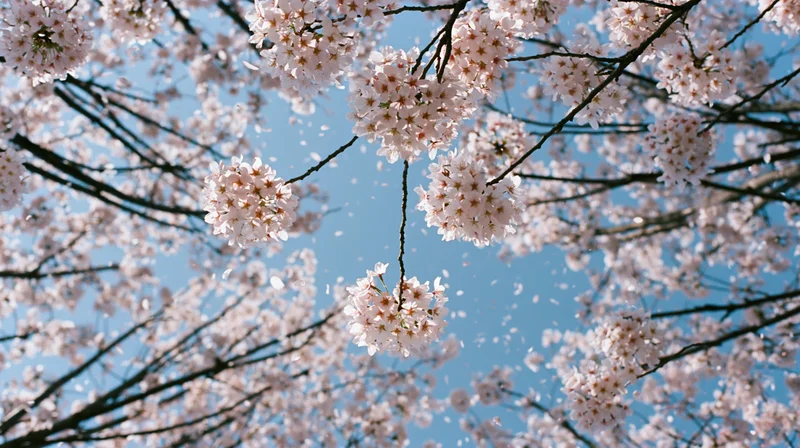 Cherry blossoms in full bloom against a clear blue sky