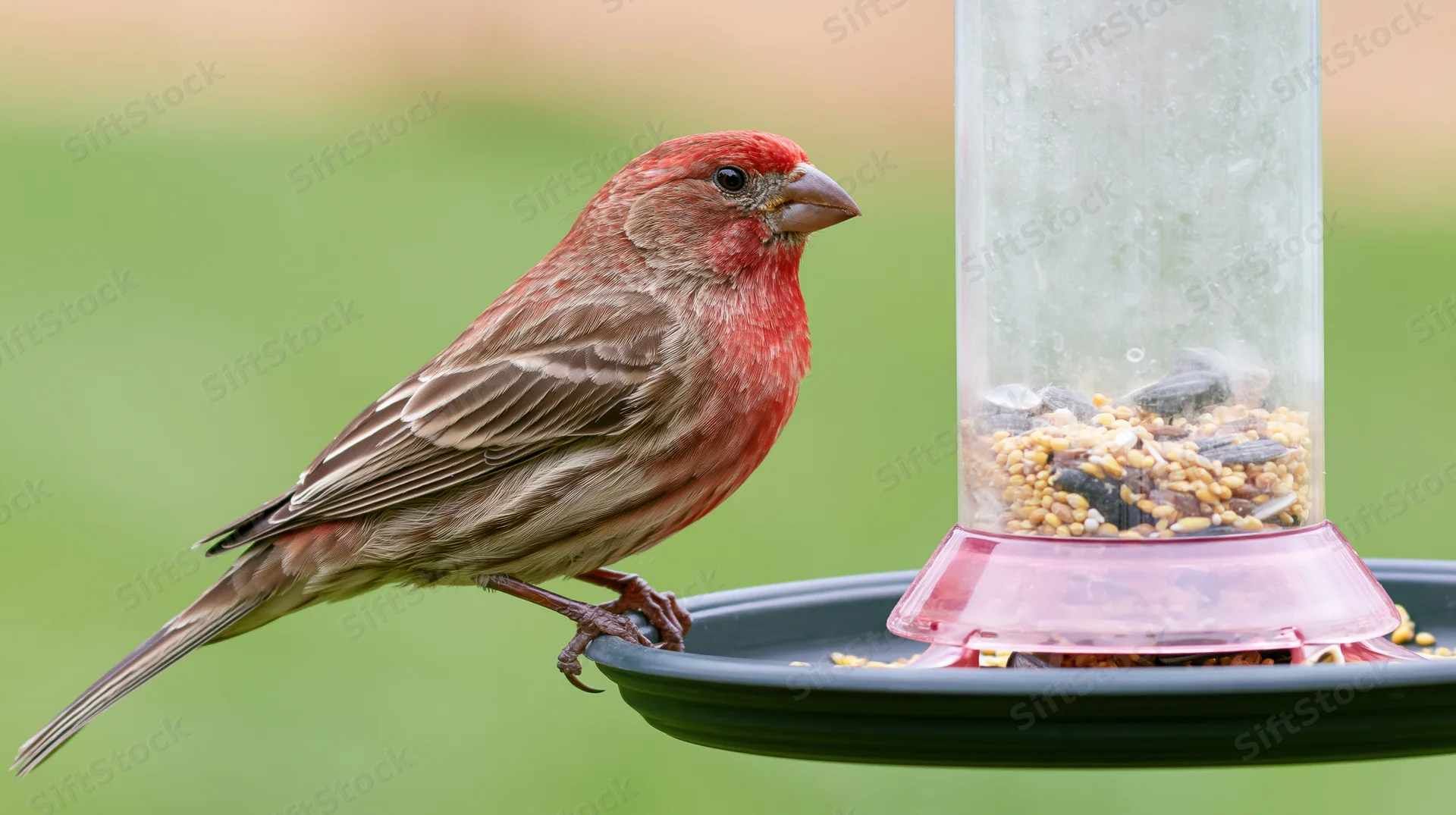 Male red finch perched on bird feeder tray in garden setting