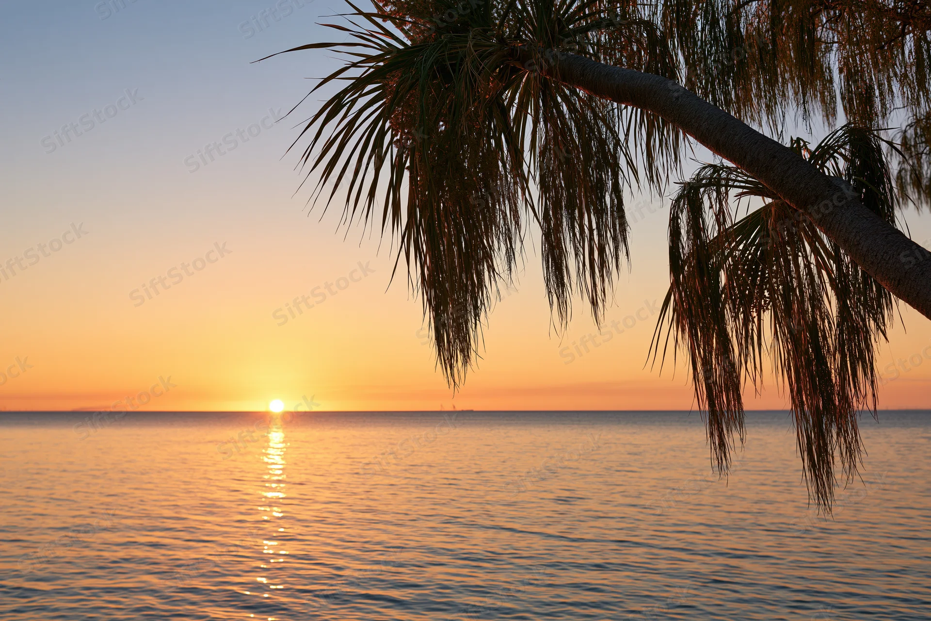Sunset over calm ocean with palm fronds in foreground