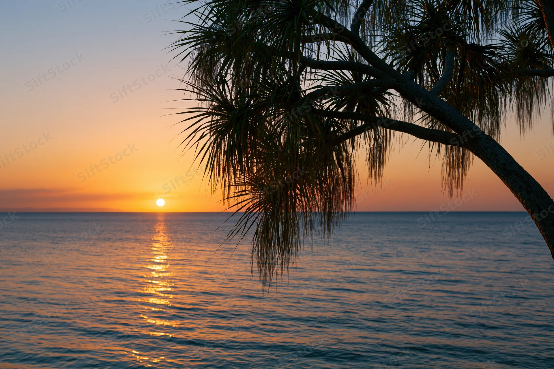 Sunset over calm ocean with palm tree silhouette in foreground