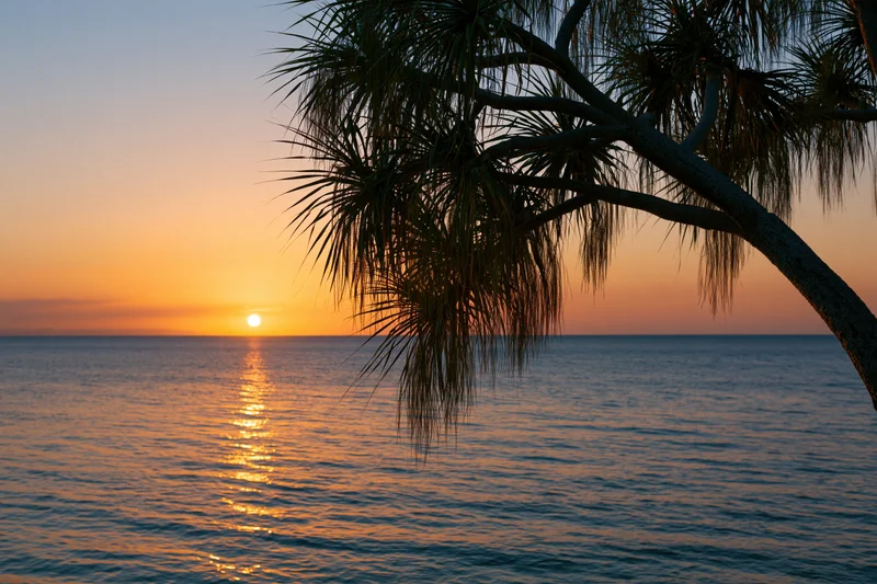Sunset over calm ocean with palm tree silhouette in foreground