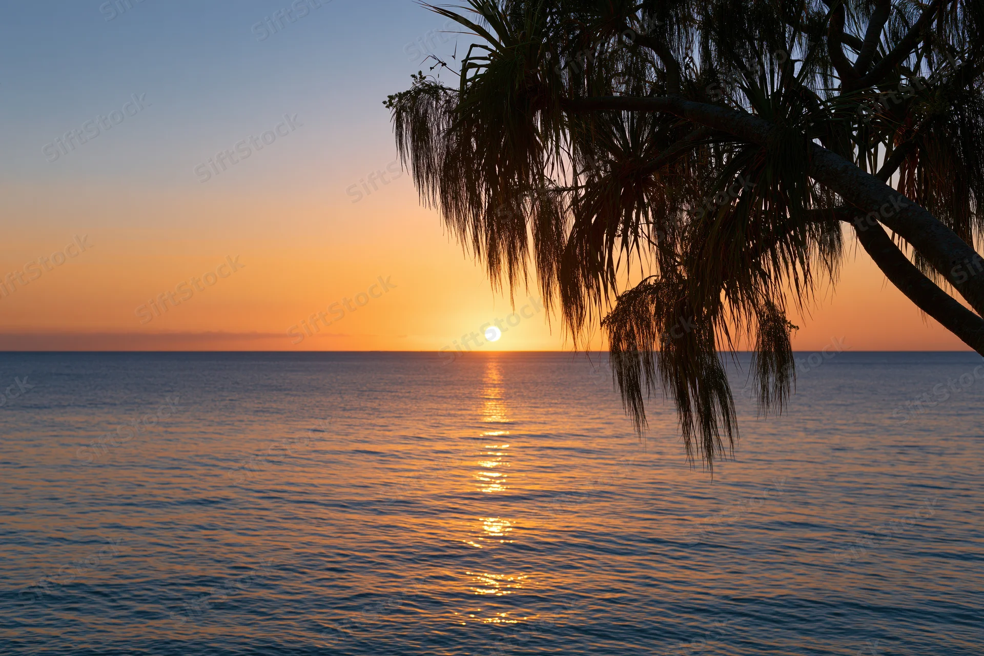 Sunset over calm ocean with palm fronds silhouetted against horizon