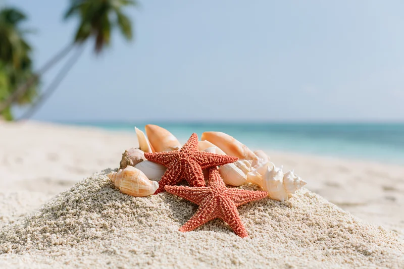 Starfish and seashells arranged on a mound of sand at a tropical beach with palm trees and ocean in the background
