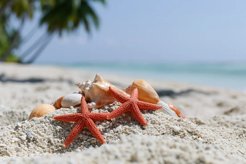 Two orange starfish and seashells resting on sandy beach with ocean and palm tree in background