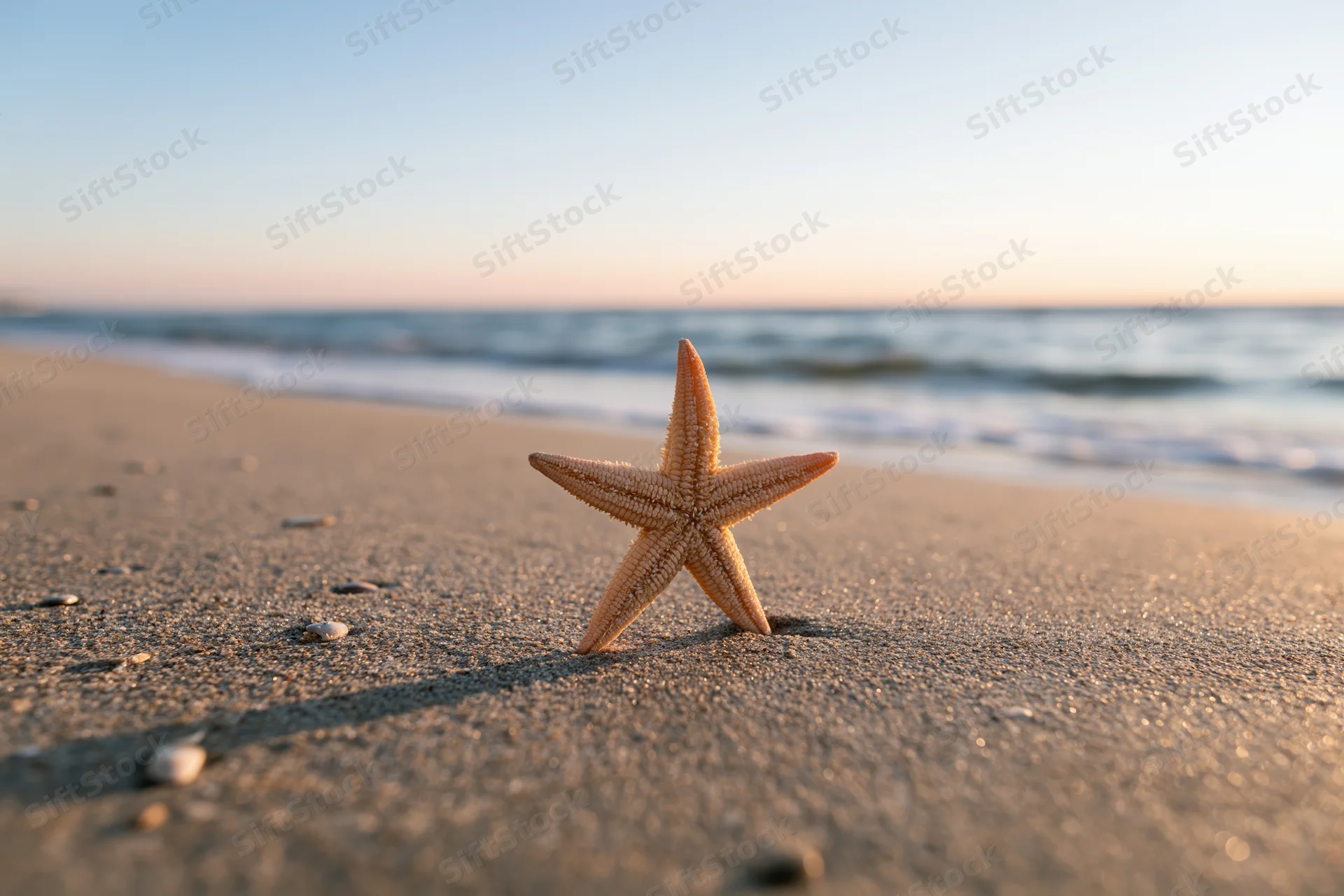 Starfish resting on sandy beach near ocean waves at sunset