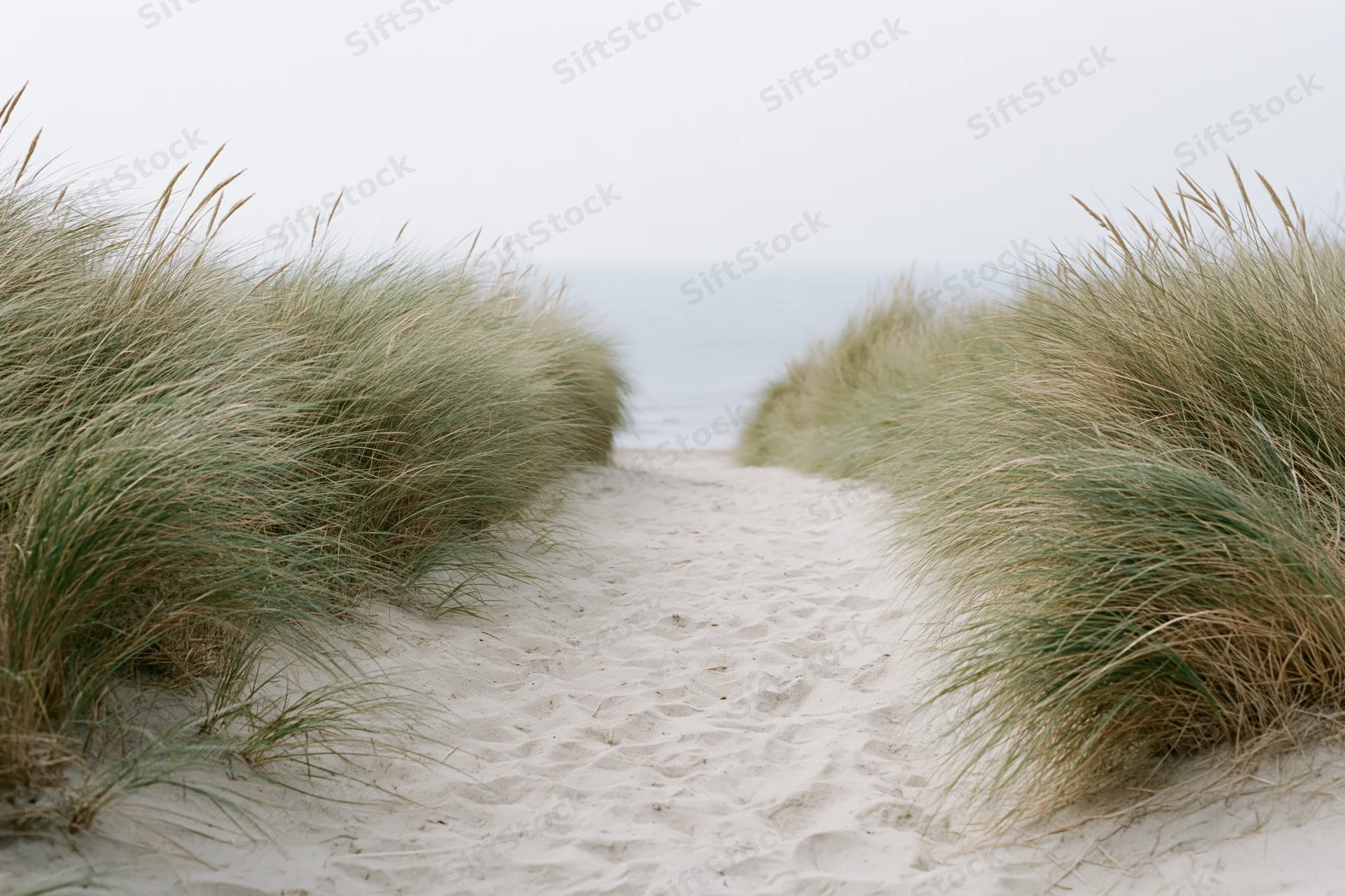 Sandy path lined with tall grass leading to the ocean under an overcast sky