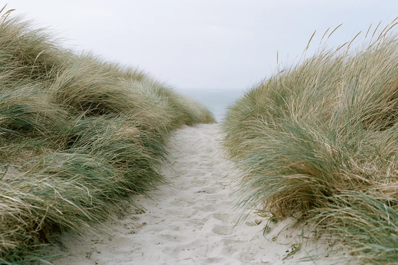Sandy path between tall beach grass leading to the ocean under an overcast sky